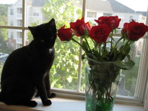 My beautiful kitten and my beautiful roses.