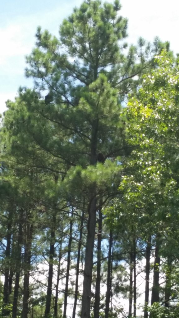 They're difficult to see but you can spot 2 black blurs in the tree.