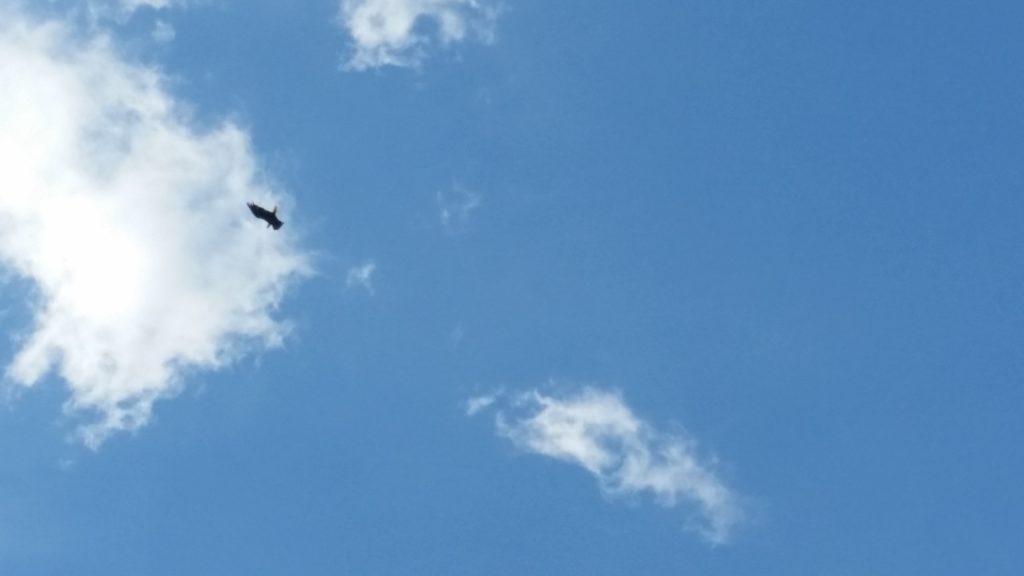 1 of the bald eagles flying above the house